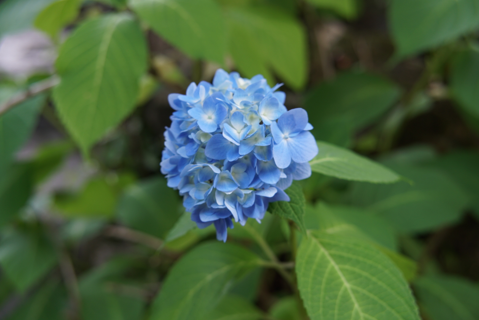 Beautiful Blue Hydrangeas