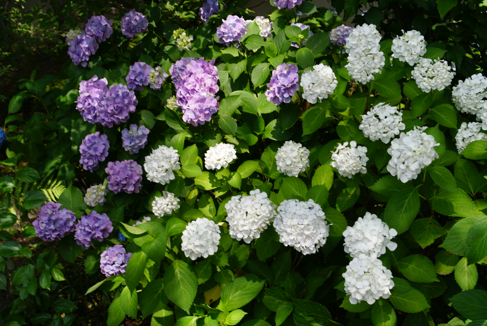 Photo of pink and white hydrangeas