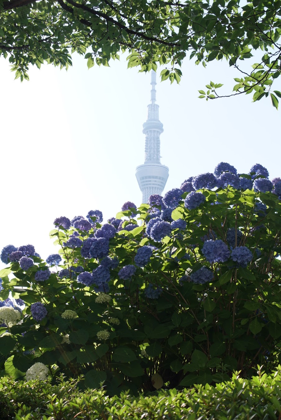 A view of Japan's Tokyo Skytree through the view of hydrangeas